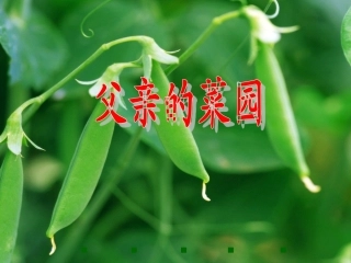 《父亲的菜园》教学课件1