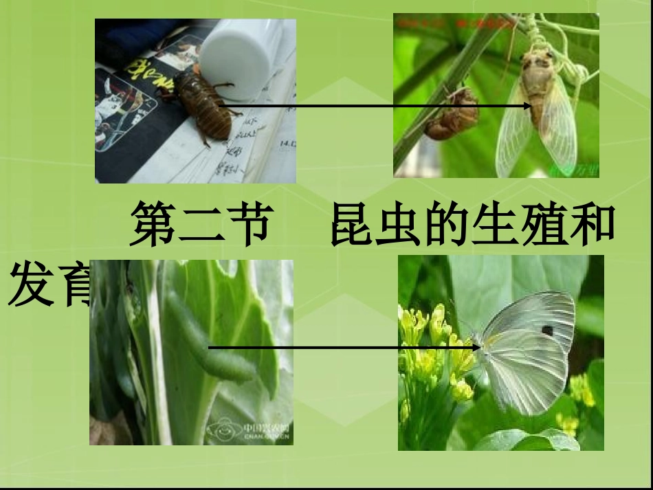 《昆虫的生殖和发育》课件(人教版)_第2页