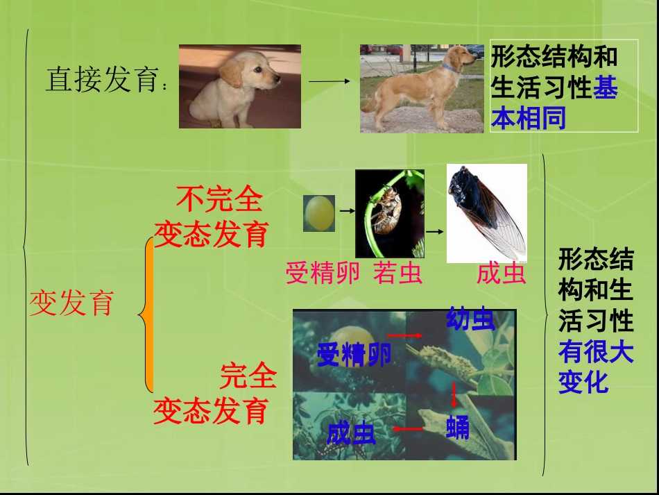 《昆虫的生殖和发育》课件(人教版)_第3页