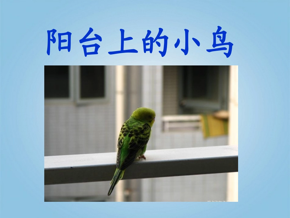 《阳台上的小鸟》课件之一_第1页