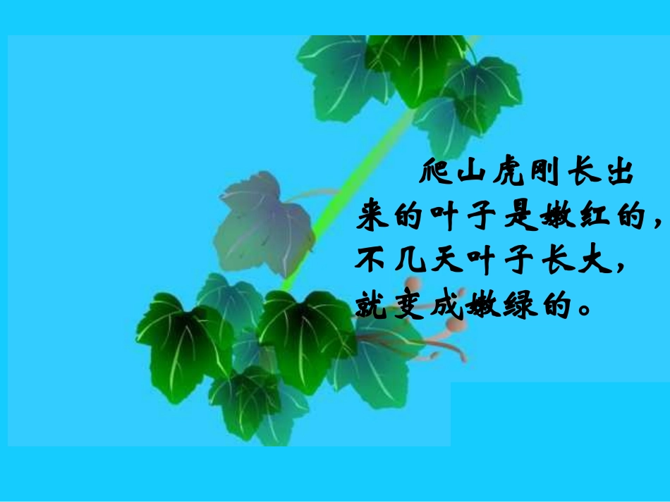 《爬山虎的脚》课件2 (3)_第3页
