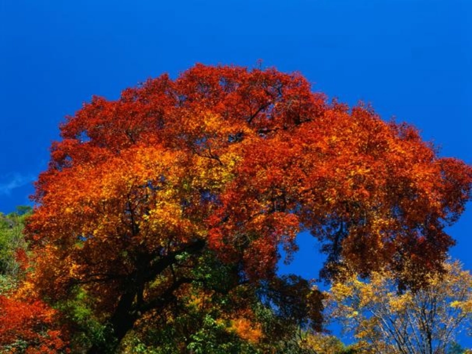 《那树》课件(27页)(1)_第2页