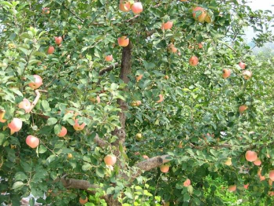 《那树》课件(27页)(1)_第3页