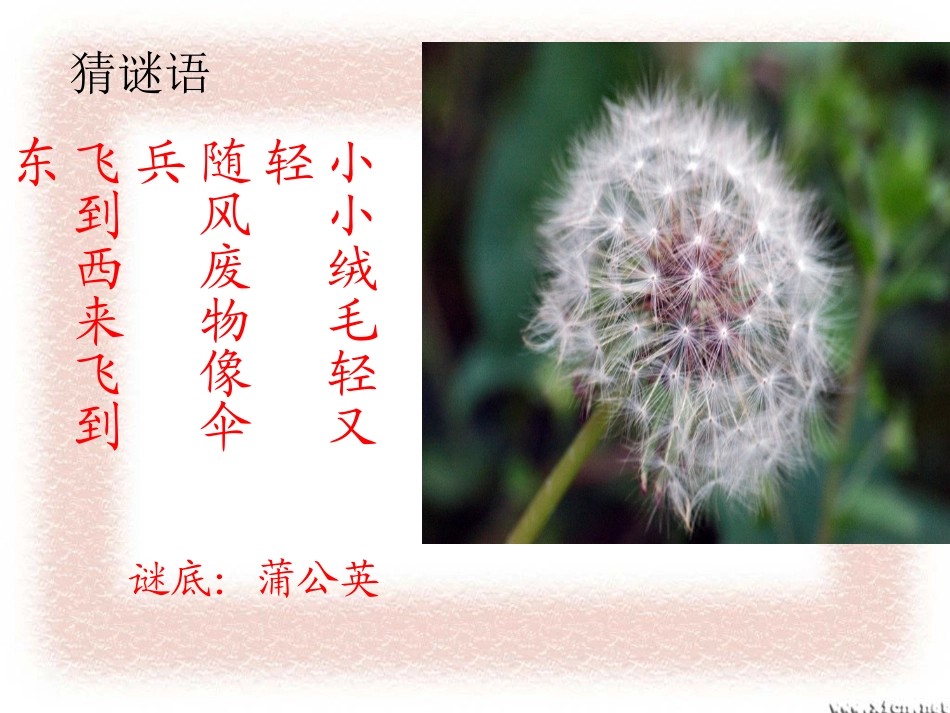 《金色的草地》教学课件2_第2页