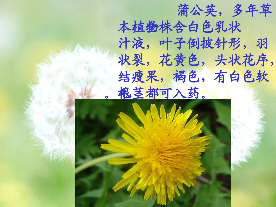 《金色的草地》教学课件2_第3页