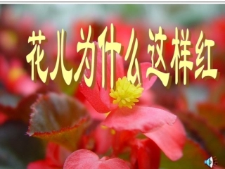 《花儿为什么这样红》课件
