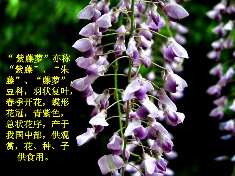 《紫藤萝瀑布》wl_第3页