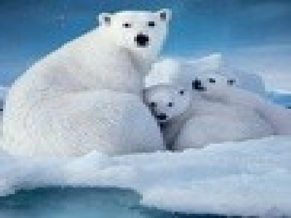 《旅鼠之谜》课件_第2页