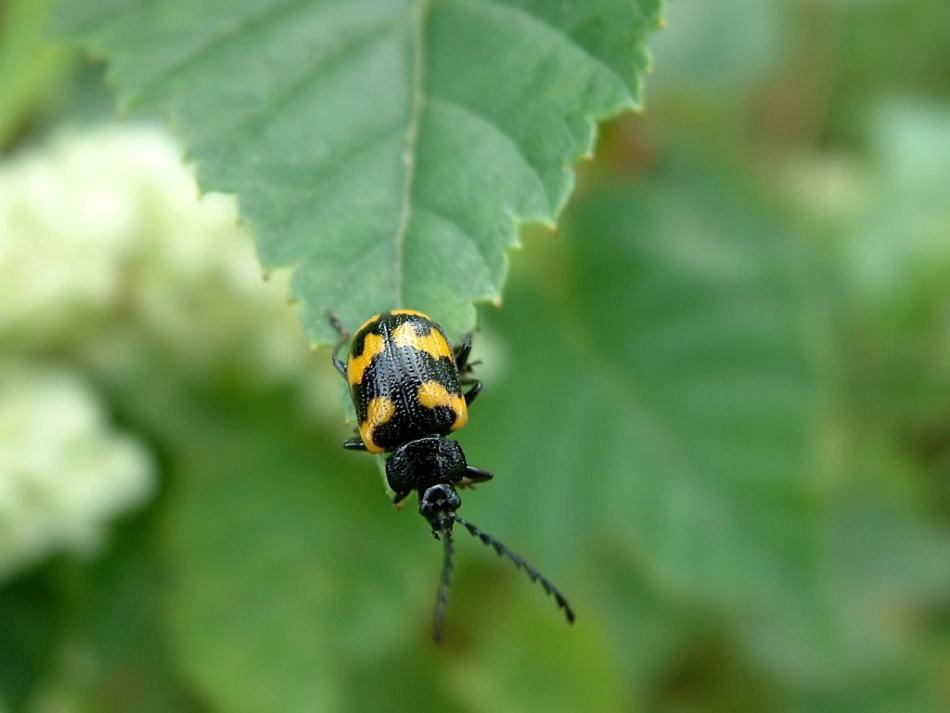 《草虫的村落》课件 (9)_第3页