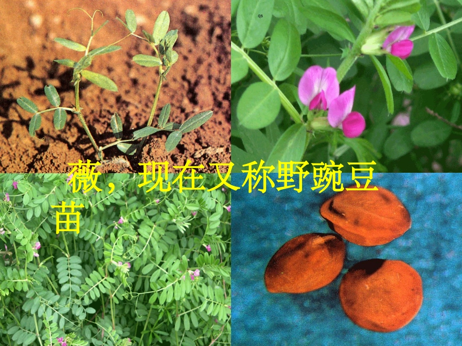 《采薇》精品课件_第3页