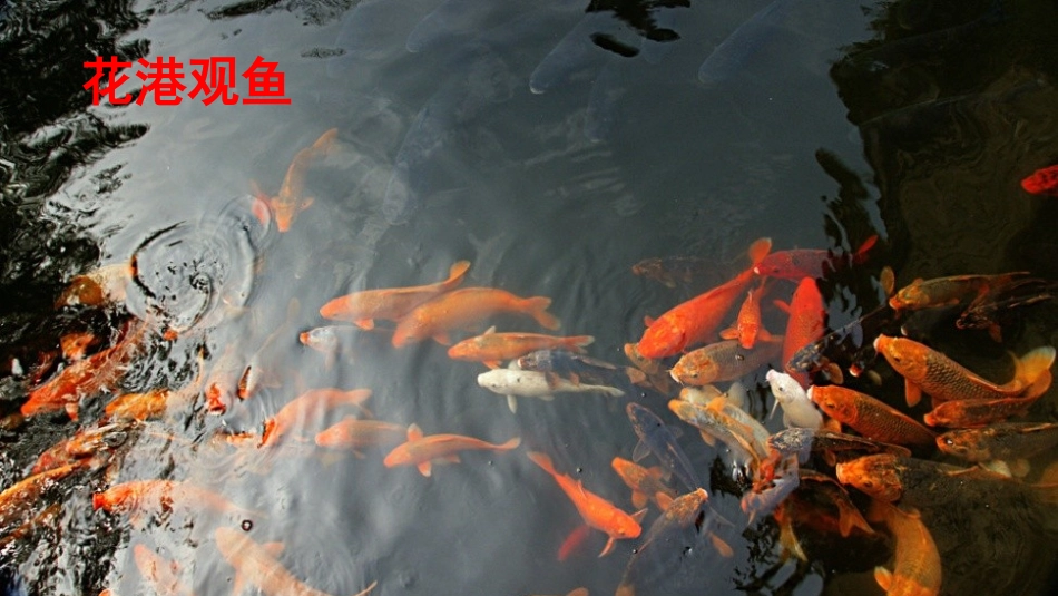 《鱼游到了纸上》PPT_第1页