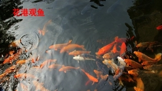 《鱼游到了纸上》PPT