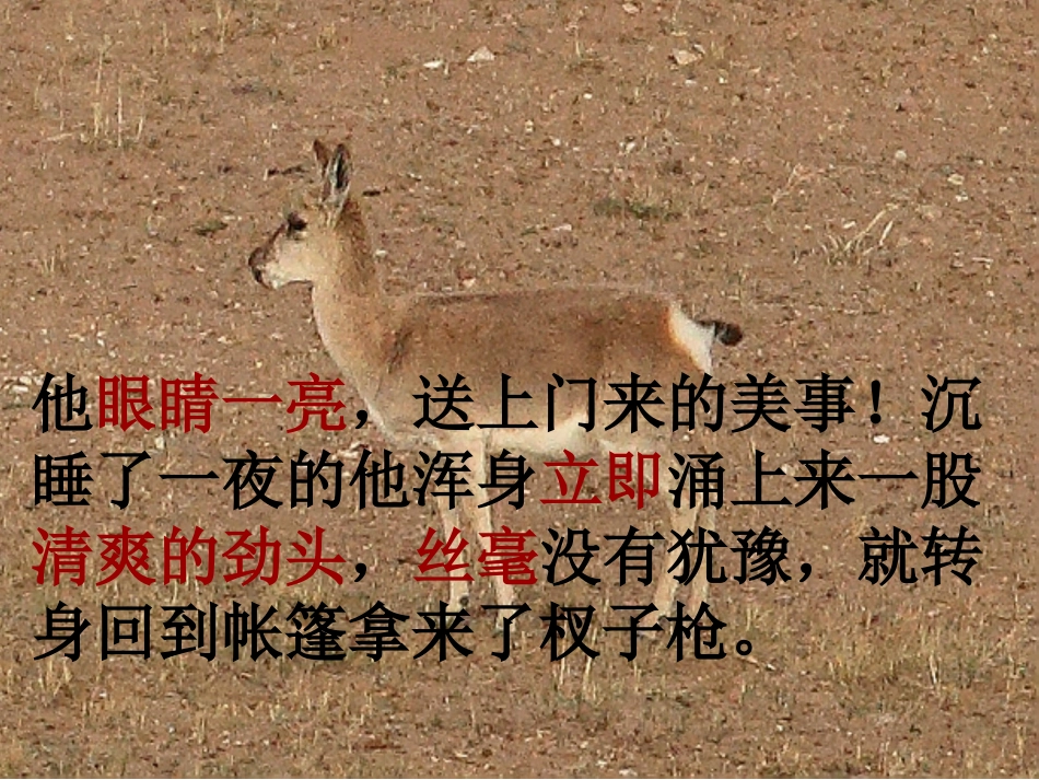 《藏羚羊跪拜》教学课件_第2页