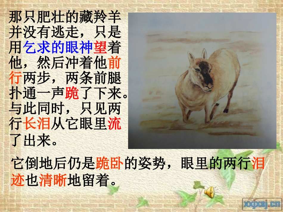 《藏羚羊跪拜》教学课件_第3页