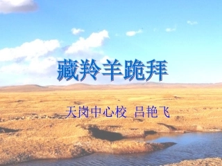 《藏羚羊跪拜》教学课件