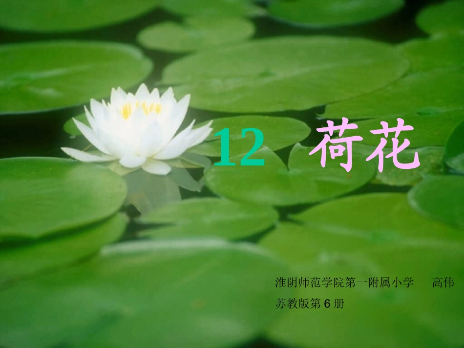 《荷花》我的制作_第1页