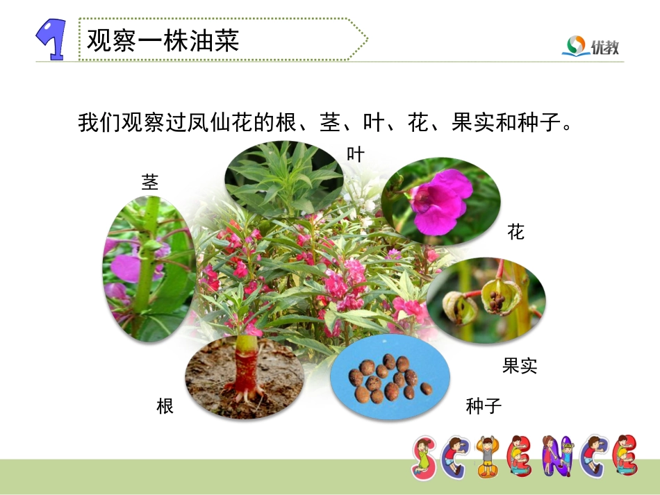 《油菜花开了》教学课件_第3页