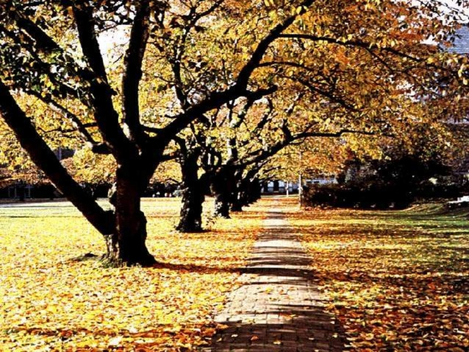 《识字1》PPT课件1_第2页