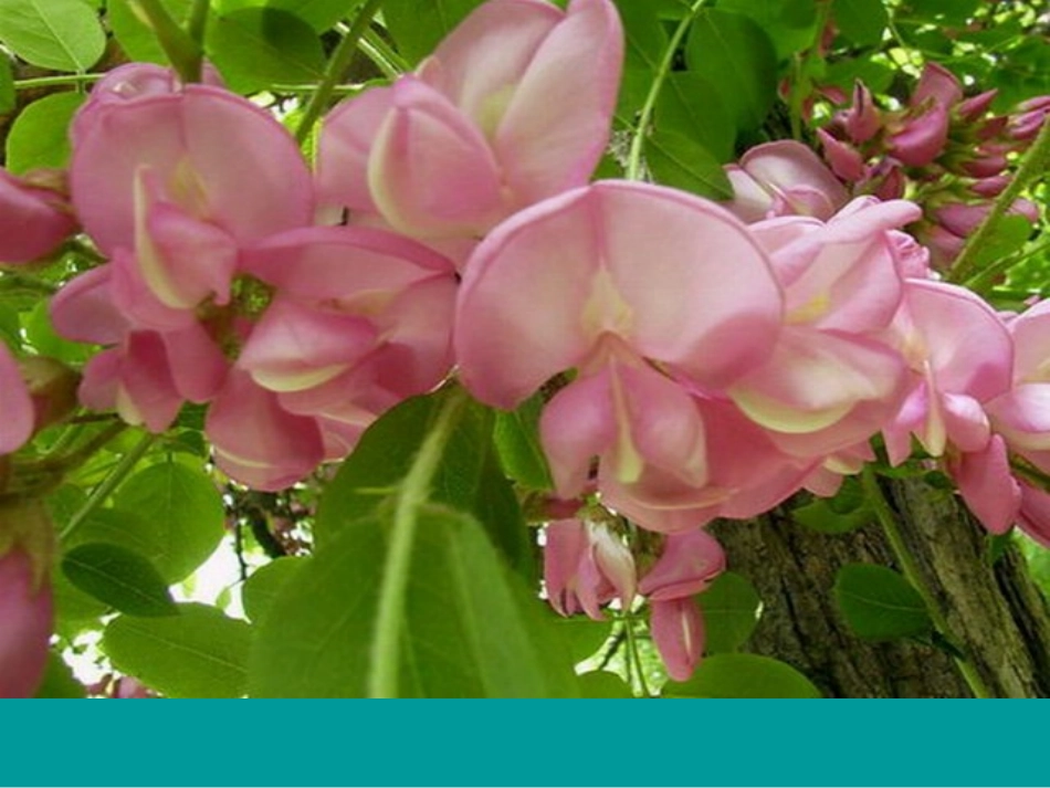 《槐乡的孩子》课件4_第3页