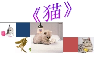 《猫》说课PPT屈丹丹