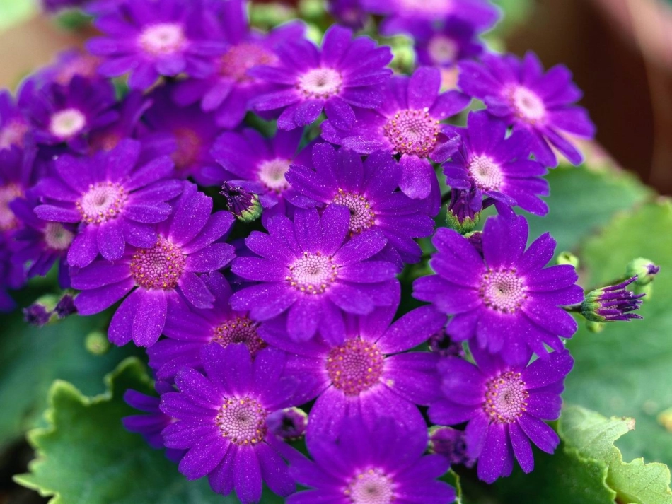 《自己的花给别人看的》课件_第2页