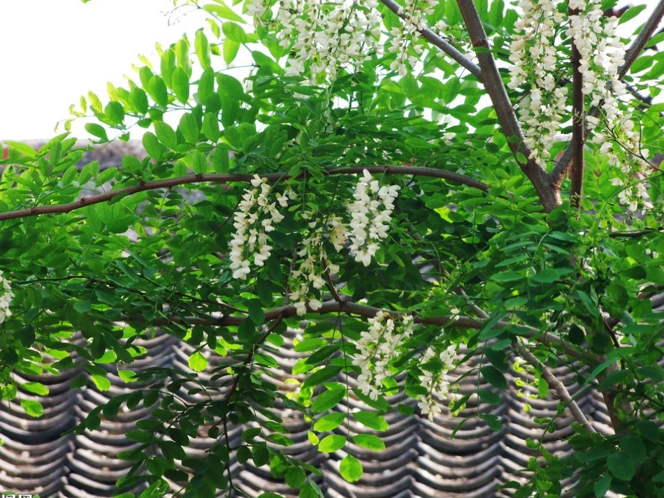 《槐乡的孩子》课件_第3页