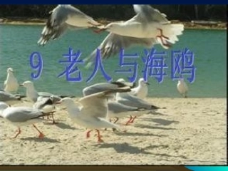 《老人与海鸥》演示文稿1