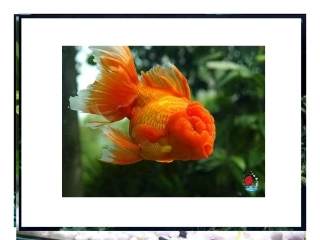 《鱼游到了纸上》PPT课件