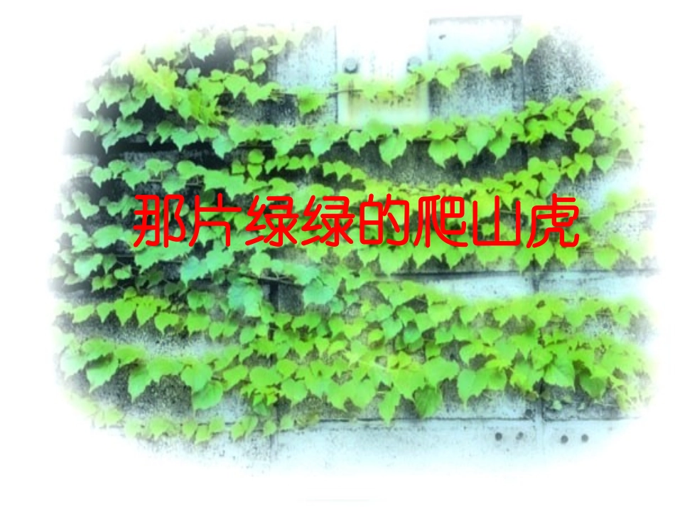 《那片绿绿的爬山虎》教学课件1_第1页