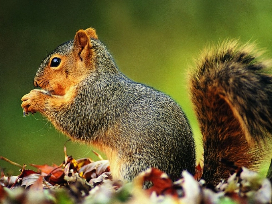 《松鼠》PPT课件_第3页