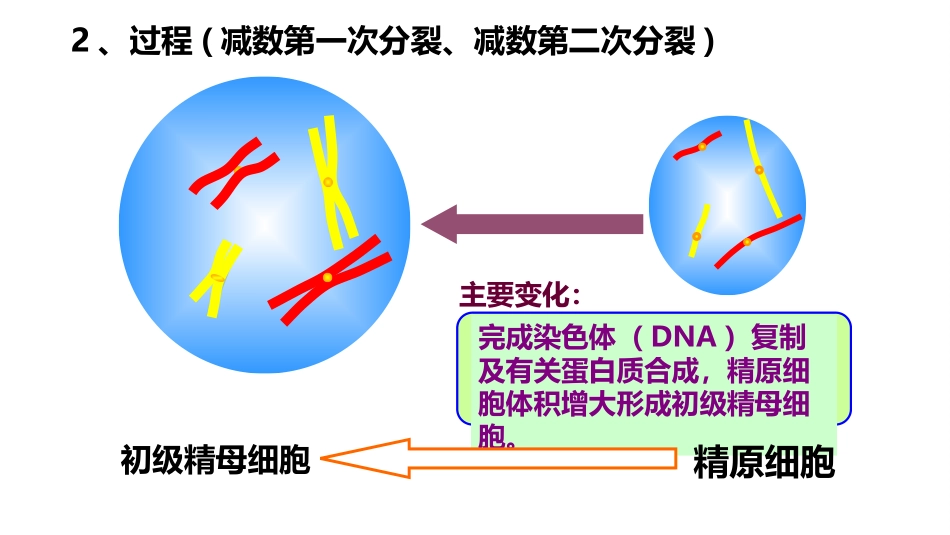 一轮复习减数分裂和受精作用_第3页