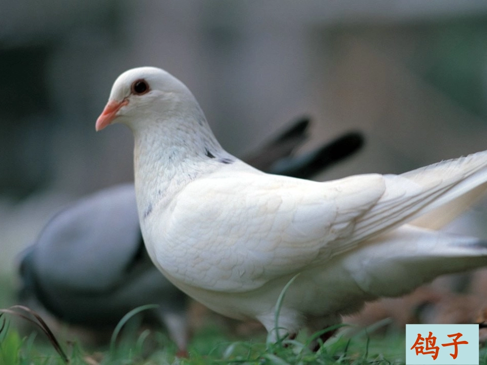 《金奖章》教学课件_第3页