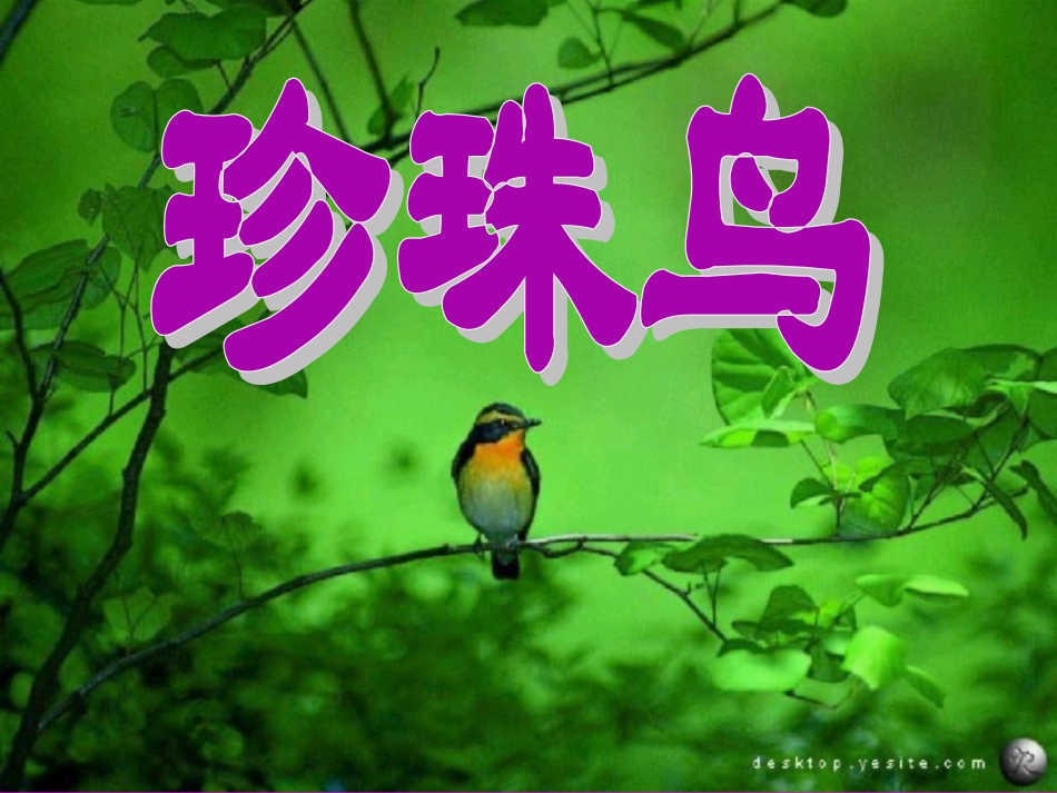 《珍珠鸟》课件 (3)_第1页