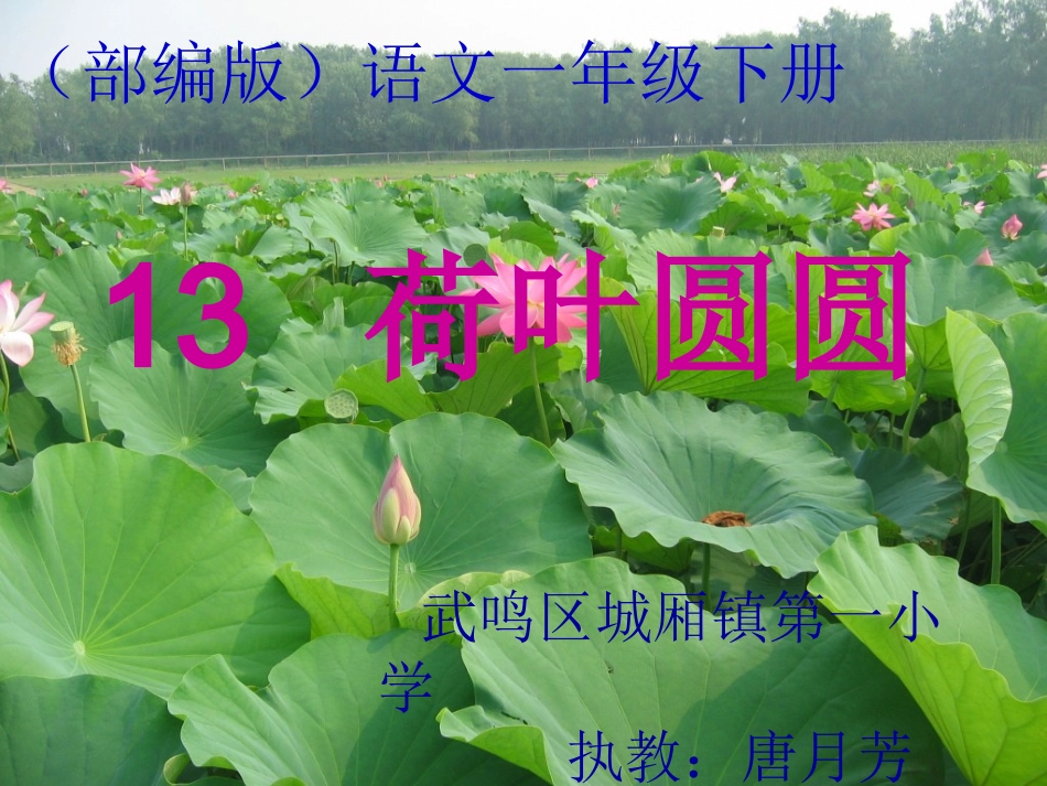 《荷叶圆圆》第二课时课件_第1页