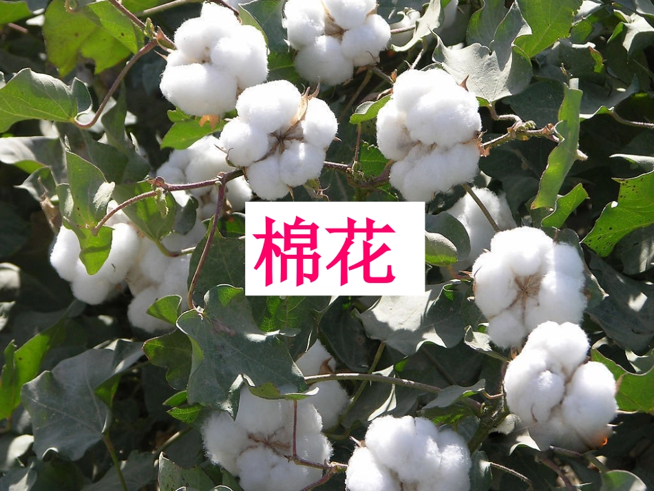 《棉花姑娘》课件_第3页