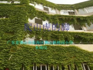 《爬山虎的脚》课件 (2)