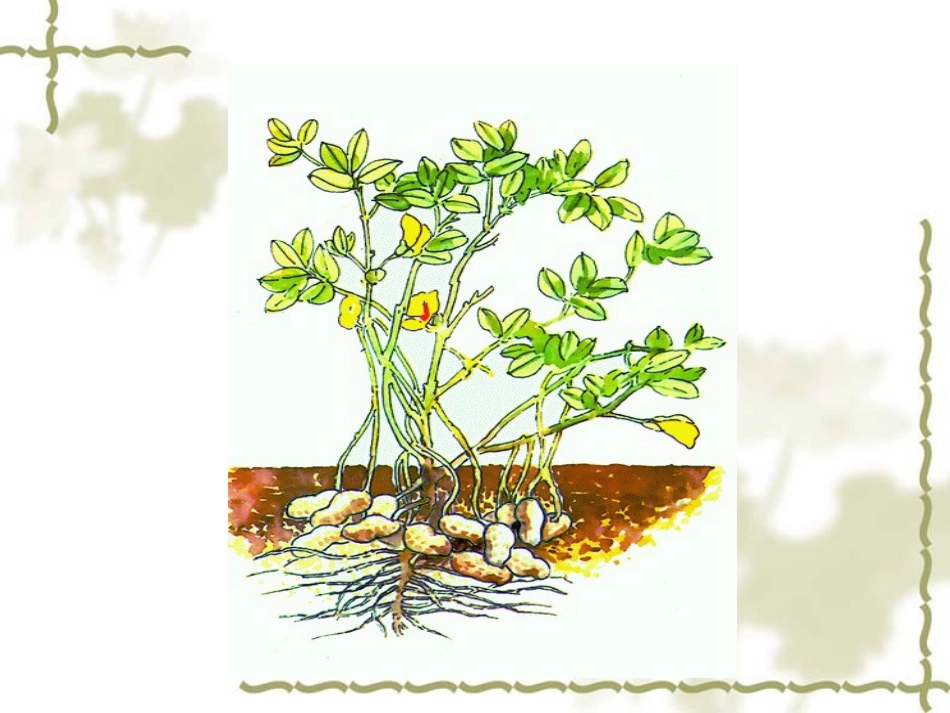 《落花生》课件5_第3页