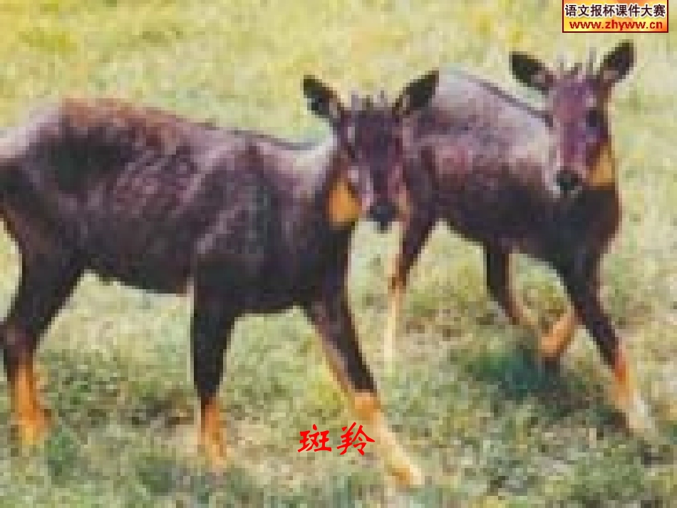 《斑羚飞渡》课件2_第2页