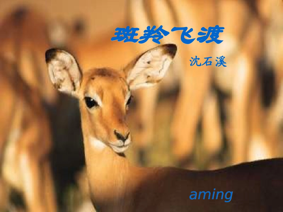 《斑羚渡度》课件_第1页