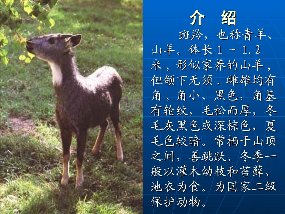 《斑羚渡度》课件_第3页
