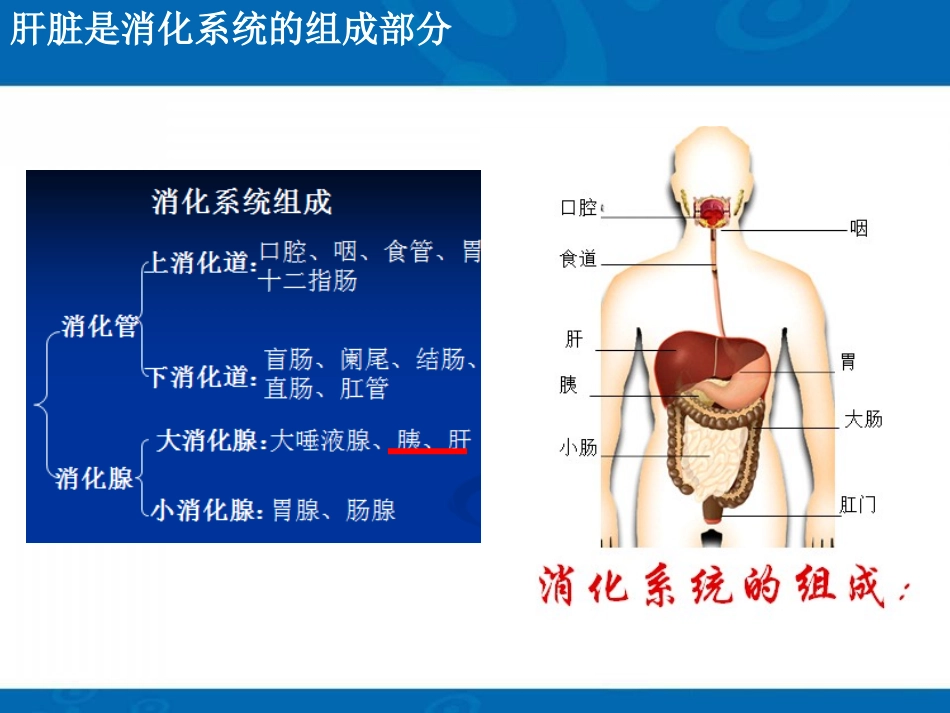 肝脏的基本解剖及生理课件_第3页