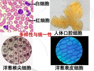 细胞的多样性和统一性