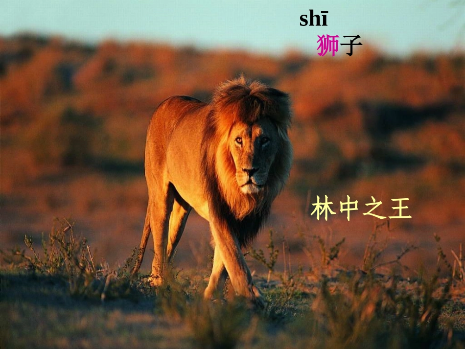 《两只小狮子》()_第2页