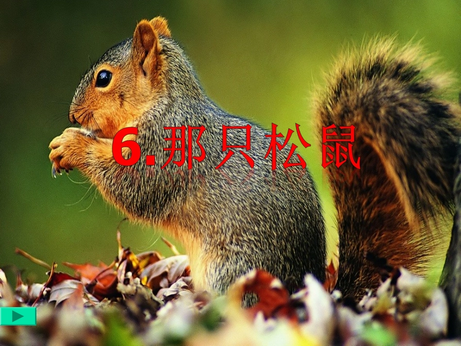《松鼠》课件 (2)_第1页