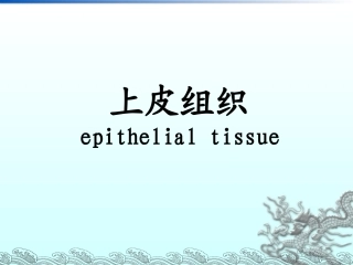 组织胚胎学02上皮组织2
