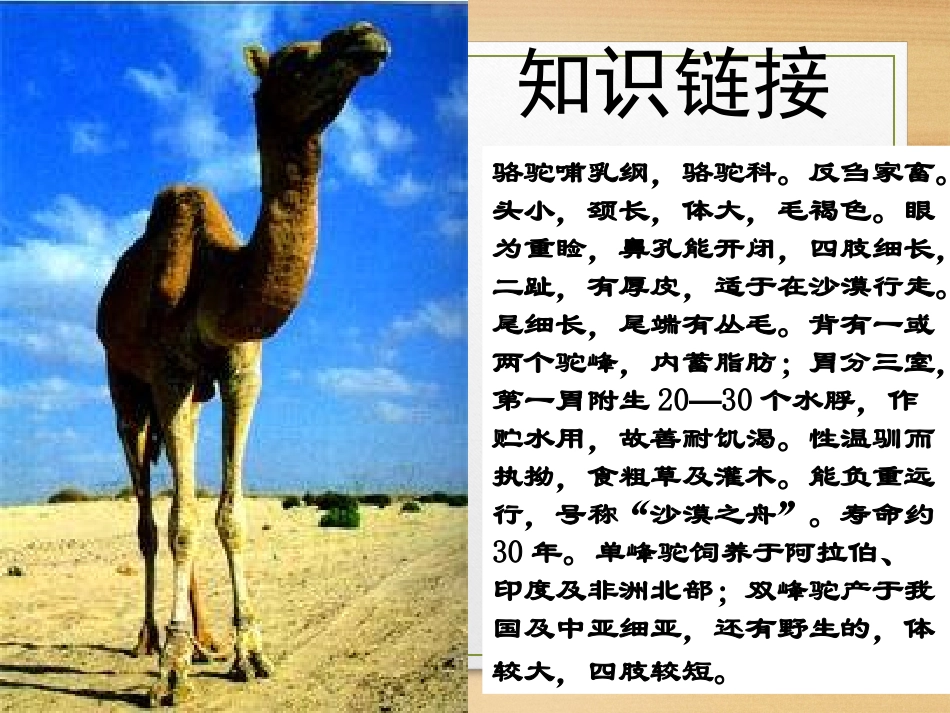 《冬阳童年骆驼队》_第3页