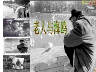 《老人与海鸥》PPT (2)