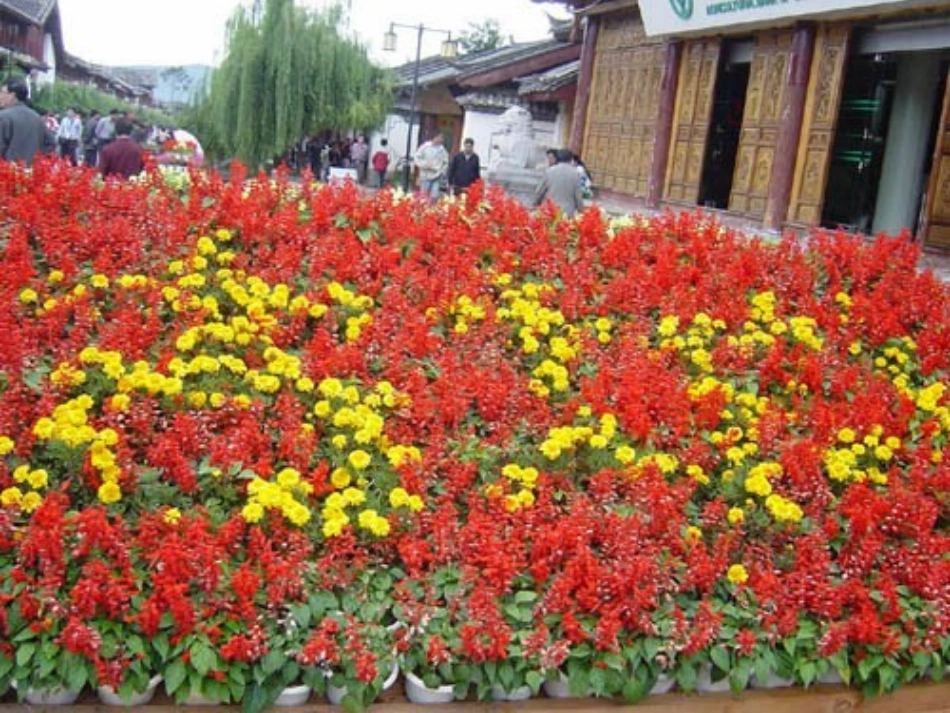 《花儿为什么这样红》_第1页