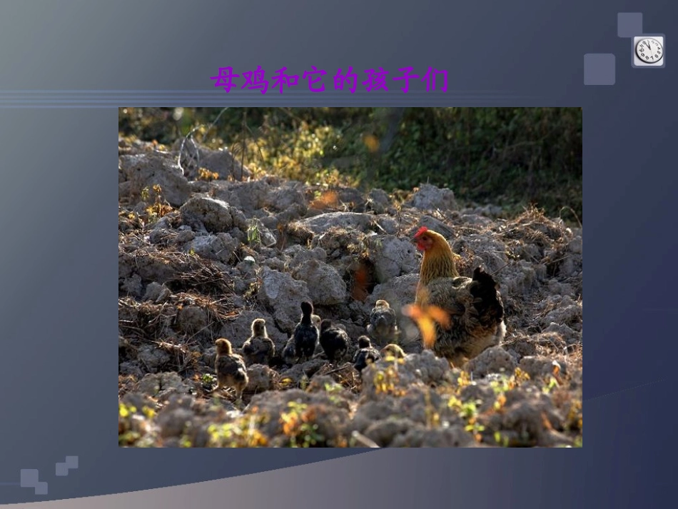 四年级语文上册——16母鸡_第3页