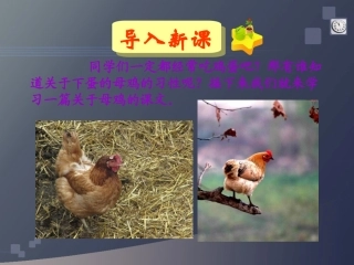 四年级语文上册——16母鸡